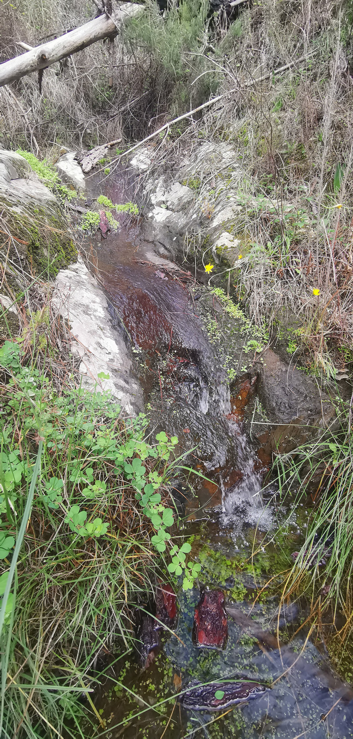 Small seasonal waterfall in one of the little brooks leading to the stream. | ReWild! Nature restore project Small seasonal waterfall in one of the little brooks leading to the stream. | ReWild! Nature restore project